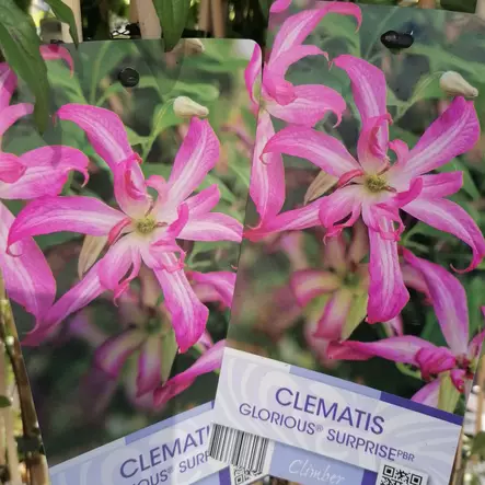 Tarhaviinikärhö Glorious Surprise - Köynnöskasvit - 50724 - 1