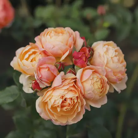 Tertturuusu Creme Brulee - Ryhmäruusut - 31274 - 1