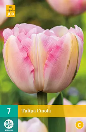 Tulppaani Finola 7 kpl/pkt - Tulppaanit - 8712438982514 - 2