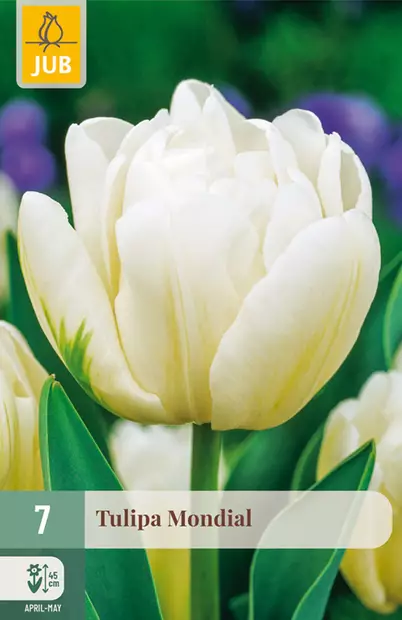 Tulppaani Mondial 7 kpl/pkt - Tulppaanit - 8712438502644 - 1