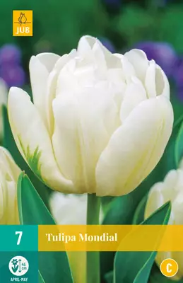Tulppaani Mondial 7 kpl/pkt - Tulppaanit - 8712438502644 - 2