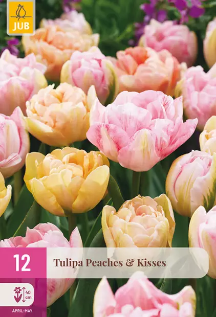 Tulppaani Peaches & Kisses 12 kpl/pkt - Tulppaanit - 8720873007914 - 1