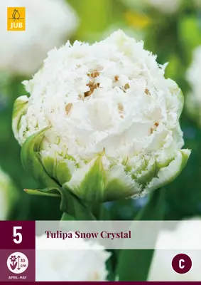Tulppaani Snow Chrystal 5 kpl/pkt - Kukkasipulit - 8712438526824 - 2