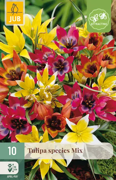 Tulppaani Species mix 10 kpl/pkt - Tulppaanit - 8712438510434 - 1