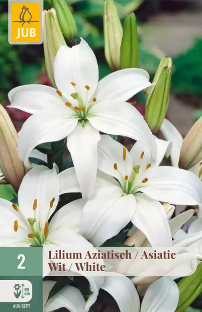 Värililja Asiatic White 2 kpl/pkt - Liljat - 8712438520754 - 1