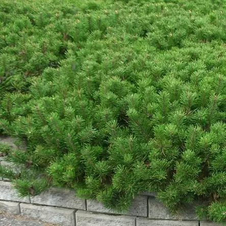 Vuorimänty Mughus 40-50 - Havupuut - 61784 - 1