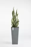 Ecopots Ruukku Rotterdam High 70 cm - Ecopots ruukut ja lautaset - 5411942747604 - 2