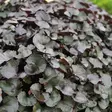 Kallionauhus Pandora - Perennat - 73104 - 1