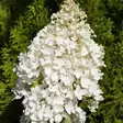 Syyshortensia Grandiflora -  - 4574 - 1