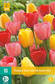 Tulppaani Darwin hybrid mix7 kpl/pkt - Tulppaanit - 8712438982484 - 2