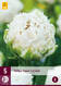 Tulppaani Snow Chrystal 5 kpl/pkt - Kukkasipulit - 8712438526824 - 2