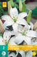 Värililja Asiatic White 2 kpl/pkt - Liljat - 8712438520754 - 2