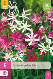 Nerine Breeders Mix 5 kpl/pkt - Muut kukkasipulit - 8712438642494 - 1