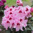 Alppiruusu Royal Butterfly - Alppiruusut ja atsaleat - 35204 - 1