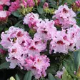 Alppiruusu Royal Butterfly - Alppiruusut ja atsaleat - 35204 - 2