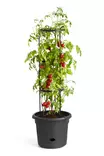 Elho tomaattiruukku Green Basics ø33 - Istutusruukut - 8711904331634 - 1