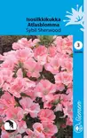 Isosilkkikukka Sybil Sherwood - Kukkien ja koristeheinien siemenet - 6415151922004 - 1