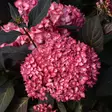 Jalohortensia Eclipse -  - 45924 - 1