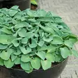 Jalokuunlilja Blue Mouse Ears - Perennat - 72604 - 2