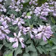 Jalokuunlilja Blue Mouse Ears - Perennat - 72604 - 1