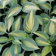 Jalokuunlilja Catherine - Perennat - 76314 - 1