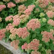 Komeamaksaruoho Herbstfreude - Perennat - 7534 - 1