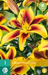 Lilja Viva la Vida 1 kpl/pkt - Liljat - 8712438991134 - 0
