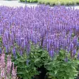 Loistosalvia New Dimension's Blue - Perennat - 74914 - 1