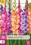 Miekkalilja Viva La Vida 20 kpl/pkt -  - 8712438986314 - 1