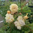 Myskiruusu Ghislaine de Feligonde - Köynnösruusut - 30834 - 1