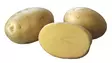Peruna Acoustic 1 kg 30-55 mm - Siemenet ja sipulit - 6417486005254 - 1