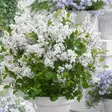 Pikkusyreeni Flowerfesta White - Koristepensaat - 47304 - 1