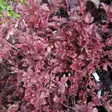 Purppuraheisiangervo Spicy Devil - Koristepensaat - 46074 - 2