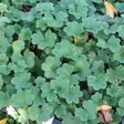 Reunuspoimulehti - Perennat - 70224 - 1