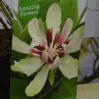 Rosettipensas Venus (kalukkipensas) - Koristepensaat - 45264 - 1