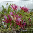 Ruotsinköynnöskuusama Serotina - Köynnöskasvit - 51534 - 1