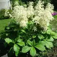 Sormivaleangervo - Perennat - 7484 - 1