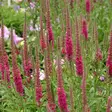 Tähkätädyke Rotfuchs - Perennat - 75834 - 1