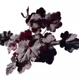 Tarhakeijunkukka Midnight Rose - Perennat - 72594 - 1
