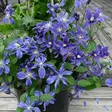 Tarhakellokärhö Arabella C2 - Köynnöskasvit - 5254 - 1