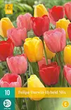 Tulppaani Darwin hybrid mix7 kpl/pkt - Tulppaanit - 8712438982484 - 2