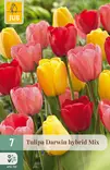 Tulppaani Darwin hybrid mix7 kpl/pkt - Tulppaanit - 8712438982484 - 1