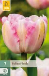 Tulppaani Finola 7 kpl/pkt - Tulppaanit - 8712438982514 - 1