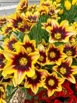 Tulppaani Gavota 6 kpl/pkt - Tulppaanit - 8711148313694 - 1