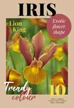 Tulppaani Lion King 10 kpl/pkt - Tulppaanit - 8711148308294 - 1