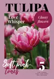 Tulppaani Love Whisper 5 kpl/pkt - Tulppaanit - 8711148502494 - 1