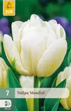 Tulppaani Mondial 7 kpl/pkt - Tulppaanit - 8712438502644 - 1