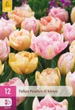 Tulppaani Peaches & Kisses 12 kpl/pkt - Tulppaanit - 8720873007914 - 1