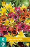 Tulppaani Species mix 10 kpl/pkt - Tulppaanit - 8712438510434 - 2