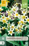 Tulppaani Turkestanica 10 kpl/pkt - Kukkasipulit - 8712438989544 - 1